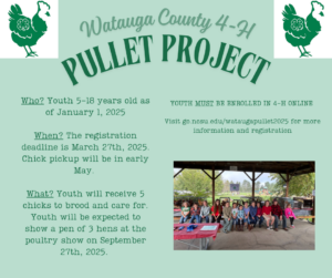 Pullet Project Flyer