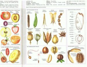 Drawings of various fruits with their structures