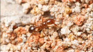 Close-up of Red Imported Fire Ant