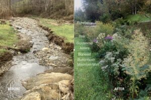 stream before and after restoration