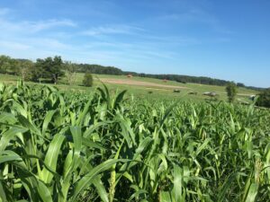 a field of sorghum-sudangrass