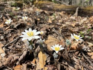 Three bloodroot flowers blooming in the woods surrounding by dried leaves