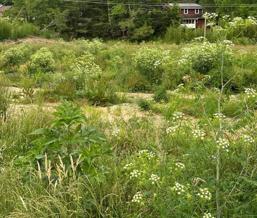 poison hemlock patch