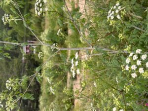 poison hemlock