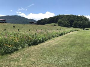 Grassy hillside with various flowers growing along the fence line